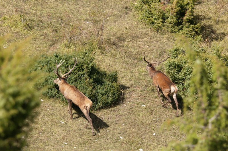 Un''arena molto contesa